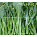 CS02 LJ 60 days early maturity green Chinese choy sum seeds for sowing
